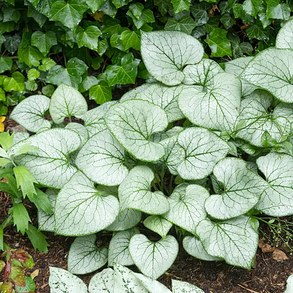 664059 - Kaukasus-Vergissmeinnicht (Brunnera macrophylla 'Silver Heart' syn. Myosotis macrophylla 'Silver Heart')