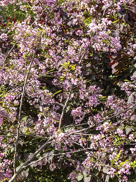 438012 - Kelsey's locust (Robinia kelseyi)