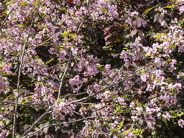 438013 - Kelsey's locust (Robinia kelseyi)