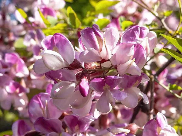 438014 - Kelsey's locust (Robinia kelseyi)