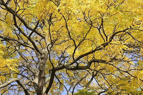 525279 - Kentucky coffeetree (Gymnocladus dioicus)