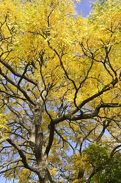 525280 - Kentucky coffeetree (Gymnocladus dioicus)