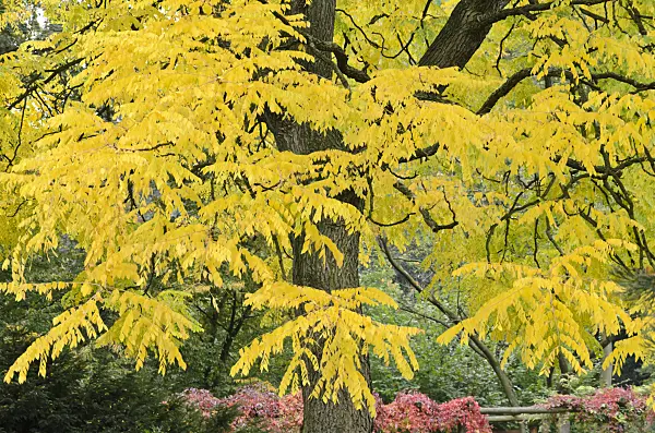 549158 - Kentucky coffeetree (Gymnocladus dioicus)