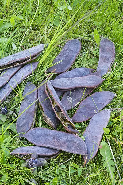 556098 - Kentucky coffeetree (Gymnocladus dioicus)