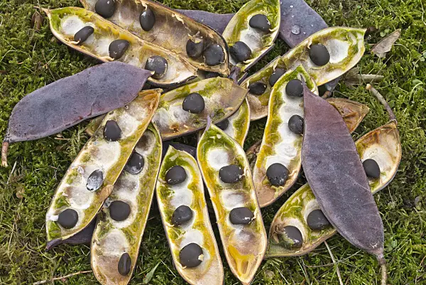 566078 - Kentucky coffeetree (Gymnocladus dioicus)