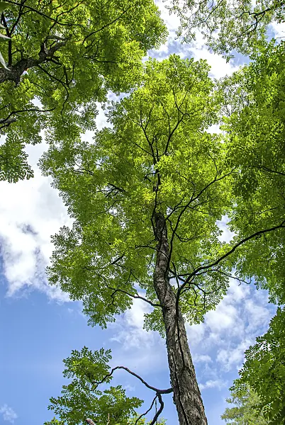 616220 - Kentucky coffeetree (Gymnocladus dioicus)
