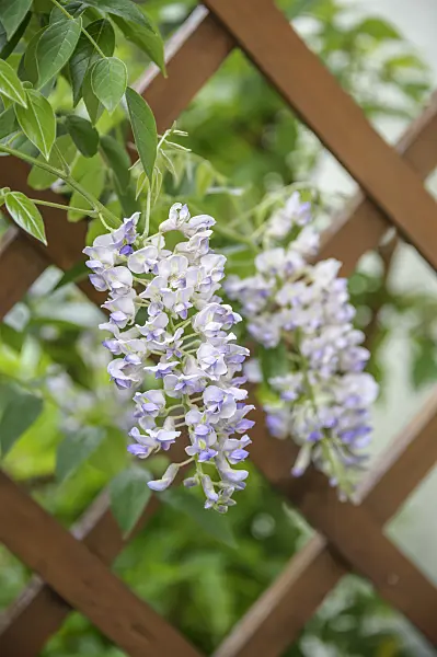 535442 - Kentucky wisteria (Wisteria macrostachya 'Blue Moon')