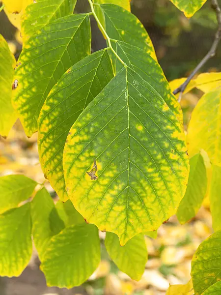 453002 - Kentucky yellow wood (Cladrastis kentukea syn. Cladrastis lutea)
