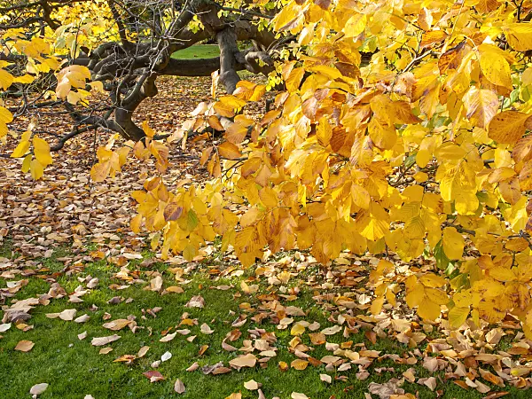 465195 - Kentucky yellow wood (Cladrastis kentukea syn. Cladrastis lutea)