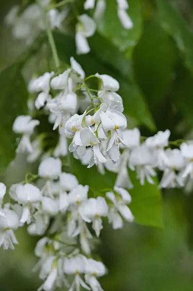 521021 - Kentucky yellow wood (Cladrastis kentukea syn. Cladrastis lutea)