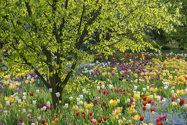 517102 - Kentucky yellow wood (Cladrastis kentukea syn. Cladrastis lutea) and tulips (Tulipa)