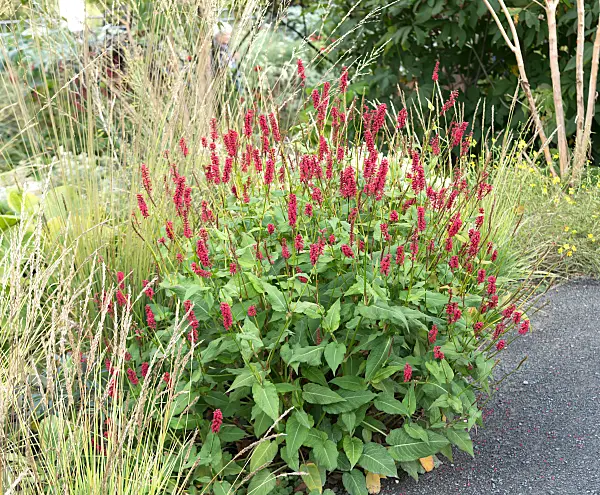 675272 - Kerzenknöterich (Bistorta amplexicaulis 'Blackfield' syn. Polygonum amplexicaule 'Blackfield')