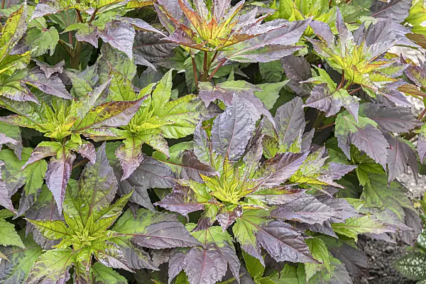 607061 - Ketmie des marais (Hibiscus moscheutos 'Summerific Midnight Marvel')
