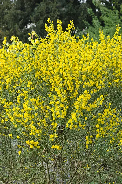 471263 - Kew broom (Cytisus x kewensis)