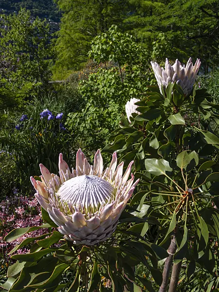 414136 - King protea (Protea cynaroides)