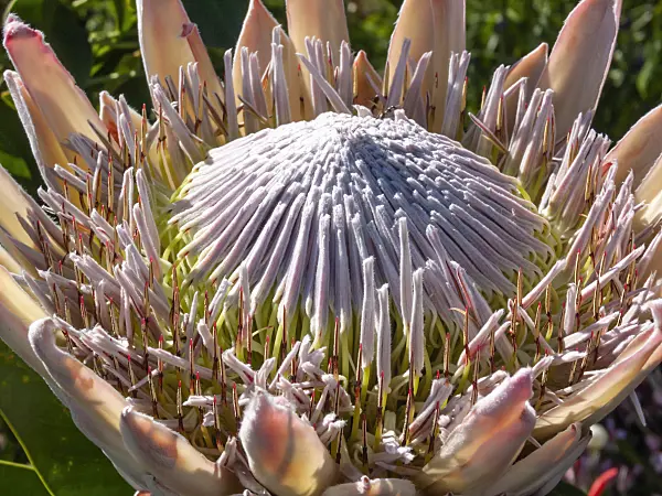 414137 - King protea (Protea cynaroides)