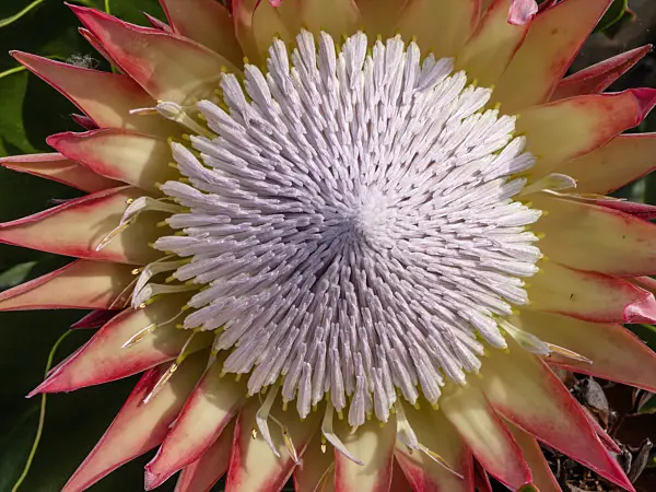 427046 - King protea (Protea cynaroides)