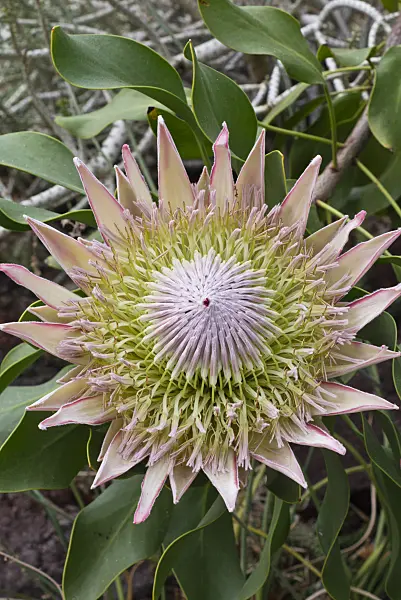 556124 - King protea (Protea cynaroides)