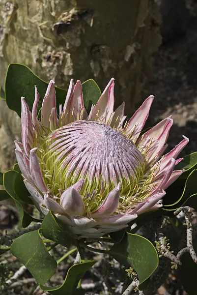 556126 - King protea (Protea cynaroides)