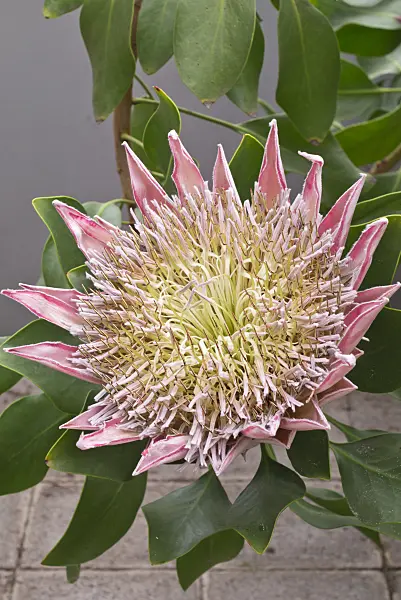 601015 - King protea (Protea cynaroides 'Spring')