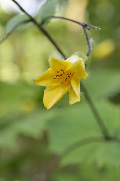476248 - Kirengeshoma palmata