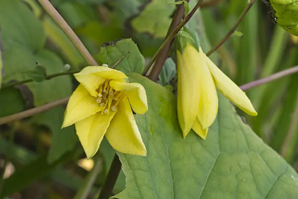 548135 - Kirengeshoma palmata