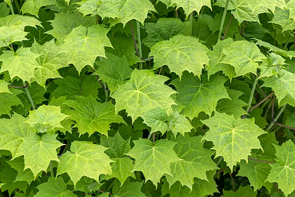664216 - Kirengeshoma palmata