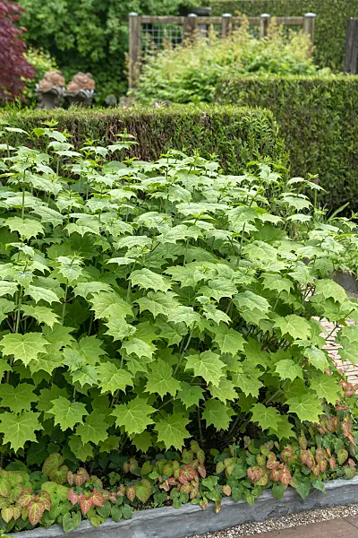 664217 - Kirengeshoma palmata