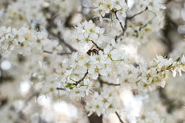 664332 - Kirschpflaume (Prunus cerasifera)