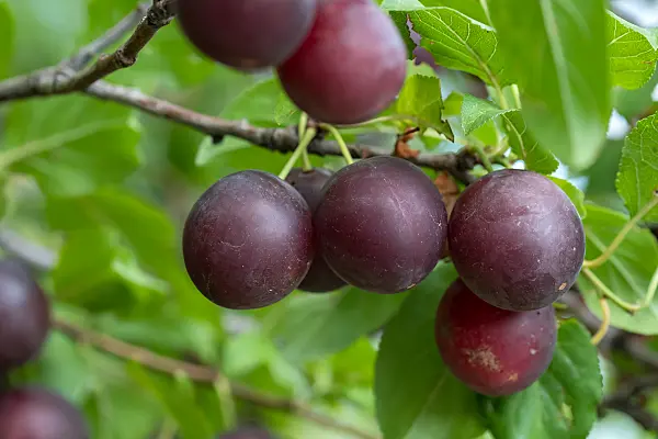 664334 - Kirschpflaume (Prunus cerasifera)