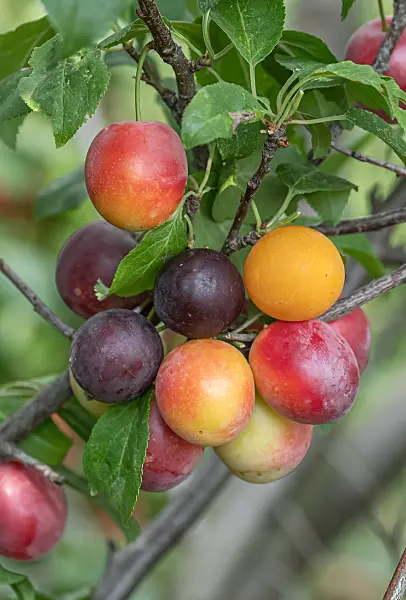 664335 - Kirschpflaume (Prunus cerasifera)