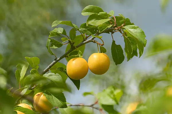 664336 - Kirschpflaume (Prunus cerasifera)