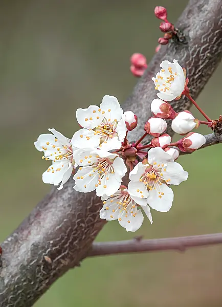 664329 - Kirschpflaume (Prunus cerasifera 'Trailblazer')