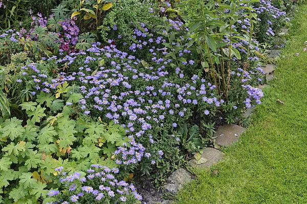477017 - Kissenaster (Aster dumosus)