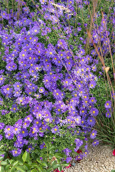 675018 - Kissenaster (Aster dumosus 'Blauer Gletscher')