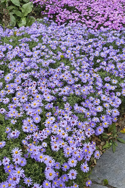 513042 - Kissenaster (Aster dumosus 'Prof. Anton Kippenberg')