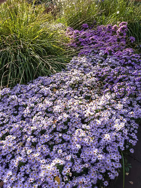 430124 - Kissenaster (Aster dumosus) und Riesenpfeifengras (Molinia arundinacea)