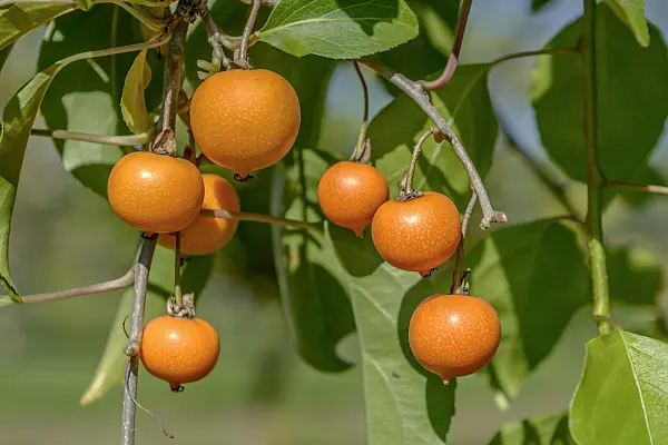 575007 - Kiwi (Actinidia macrosperma)