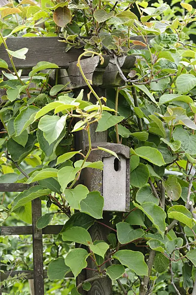 473192 - Kiwi (Actinidia) with nest box