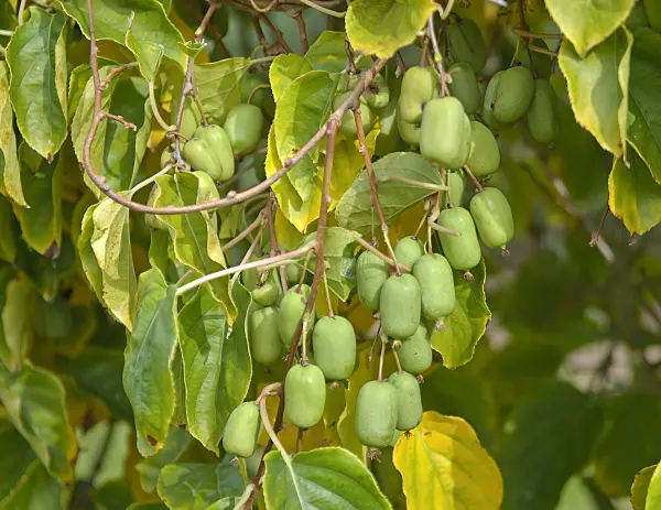 502098 - Kiwi de Sibérie (Actinidia arguta 'Ambrosia')