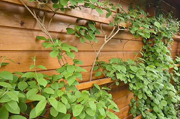 520138 - Kiwi de Sibérie (Actinidia arguta 'Milano')