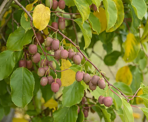 547065 - Kiwi de Sibérie (Actinidia arguta 'Weiki')