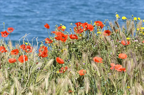 533150 - Klatschmohn (Papaver rhoeas)
