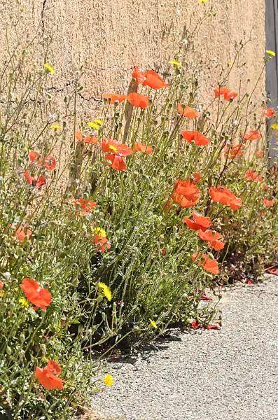 533151 - Klatschmohn (Papaver rhoeas)
