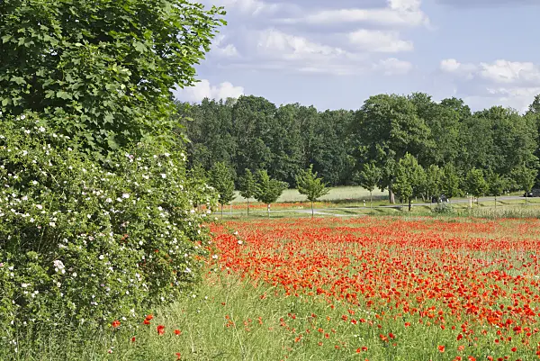 610017 - Klatschmohn (Papaver rhoeas)