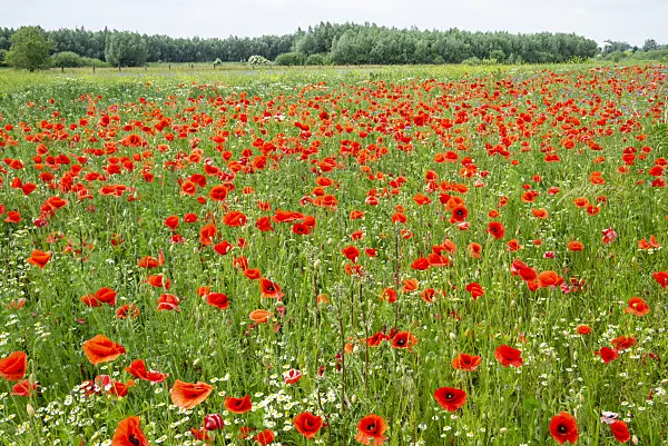 625039 - Klatschmohn (Papaver rhoeas)