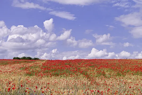 610030 - Klatschmohn (Papaver rhoeas) in einem Getreidefeld