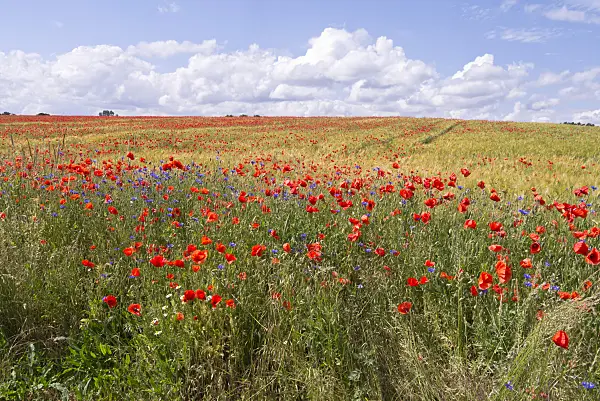 610032 - Klatschmohn (Papaver rhoeas) in einem Getreidefeld