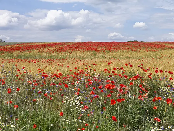 610033 - Klatschmohn (Papaver rhoeas) in einem Getreidefeld