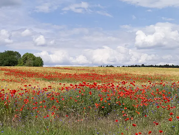 610034 - Klatschmohn (Papaver rhoeas) in einem Getreidefeld